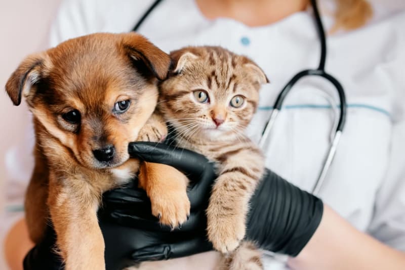 pet wellness centre