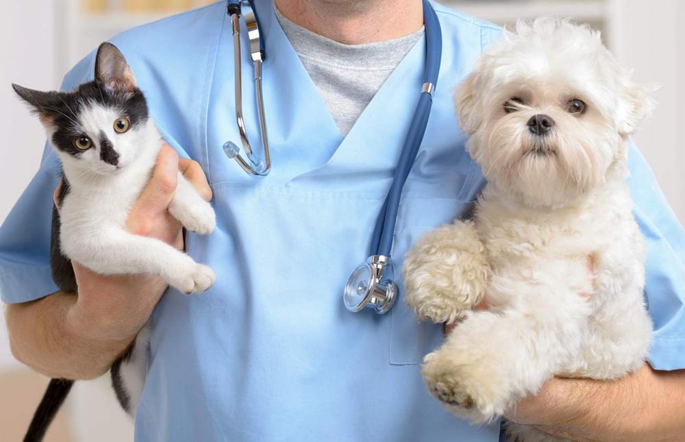 Pet Wellness